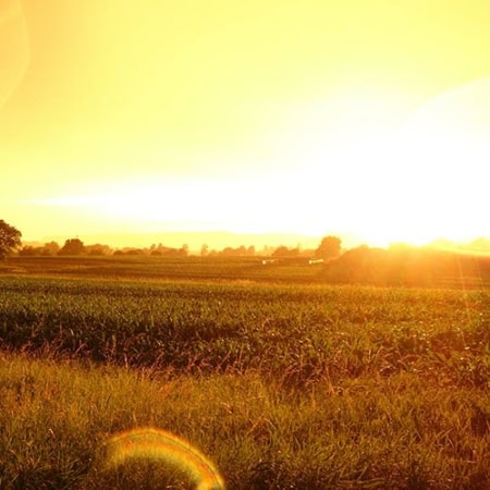 Backdrop: Sonnenuntergang im Feld