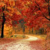 Backdrop: Herbstlichtung