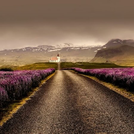 Backdrop: Lavendel im Sonnenuntergang