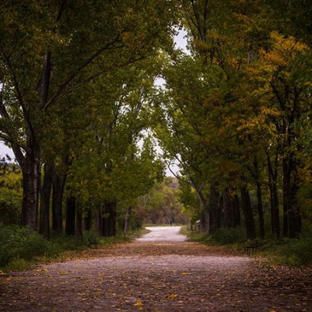 Backdrop: Wald Allee