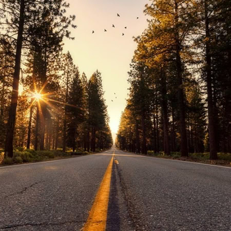 Backdrop: Wald Allee Sonnenuntergang