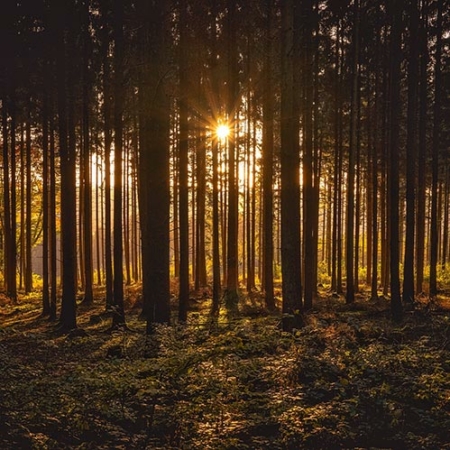 Backdrop: Wald Sonnenstern