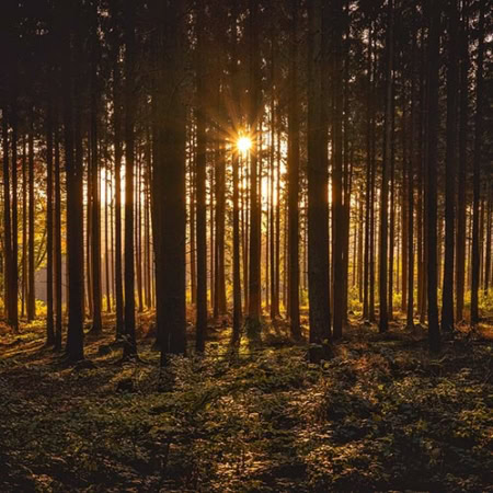 Backdrop: Wald Sonnenstern