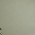 Fotohintergrund: Eukalyptus vor Salbeigrün – Ausschnitt 150 x 150 cm