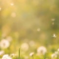 Fotohintergrund: Pusteblumenwiese – Ausschnitt 150 x 150 cm