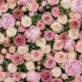 Fotohintergrund: Rosenwand Rosé – Ausschnitt 150 x 150 cm
