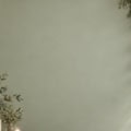 Fotohintergrund: Eukalyptus vor Salbeigrün – Ausschnitt 200 x 200 cm