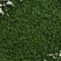 Fotohintergrund: Greenery mit weißen Rosen – Ausschnitt 200 x 200 cm