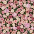 Fotohintergrund: Rosenwand Rosé – Ausschnitt 200 x 200 cm