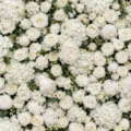Fotohintergrund: Weiße Blumenwand – Ausschnitt 200 x 200 cm