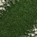 Fotohintergrund: Greenery mit weißen Rosen – Ausschnitt 250 x 250 cm