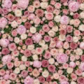 Fotohintergrund: Rosenwand Rosé – Ausschnitt 250 x 250 cm