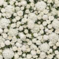 Fotohintergrund: Weiße Blumenwand – Ausschnitt 250 x 250 cm