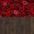 Fotohintergrund 2in1: Rote Rosenwand mit dunklen Dielen – Ausschnitt 150 x 300 cm