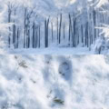 Fotohintergrund 2in1: Winterwald mit Schneeboden – Ausschnitt 150 x 300 cm