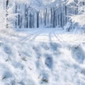 Fotohintergrund 2in1: Winterwald mit Schneeboden – Ausschnitt 200 x 400 cm