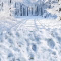 Fotohintergrund 2in1: Winterwald mit Schneeboden – Ausschnitt 250 x 500 cm