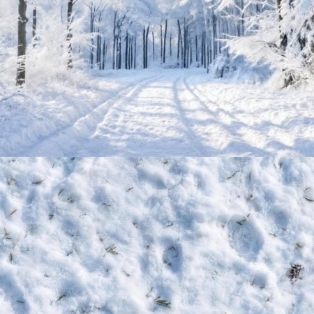 Fotohintergrund 2in1: Winterwald mit Schneeboden