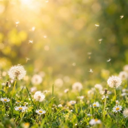 Fotohintergrund: Pusteblumenwiese