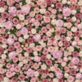 Fotohintergrund: Rosenwand Rosé