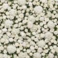 Fotohintergrund: Weiße Blumenwand