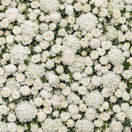 Fotohintergrund: Weiße Blumenwand