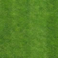 Fotohintergrund: Frischer Rasen – Ausschnitt 150 x 150 cm