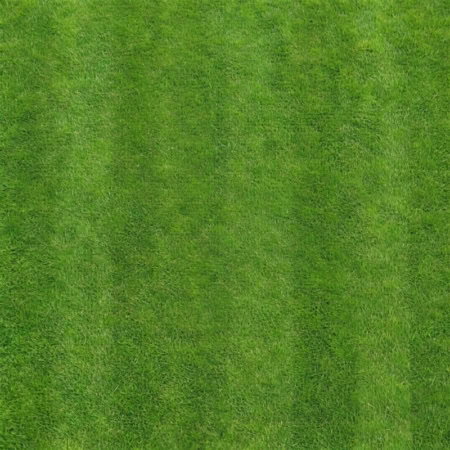 Fotohintergrund: Frischer Rasen