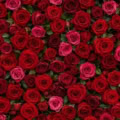Fotohintergrund: Rote Rosenwand – Ausschnitt 150 x 150 cm