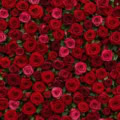 Fotohintergrund: Rote Rosenwand – Ausschnitt 200 x 200 cm