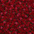 Fotohintergrund: Rote Rosenwand