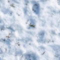 Fotohintergrund: Schneeboden – Ausschnitt 150 x 150 cm