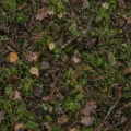 Fotohintergrund: Waldboden mit Moos – Ausschnitt 150 x 150 cm