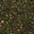 Fotohintergrund: Waldboden mit Moos – Ausschnitt 200 x 200 cm