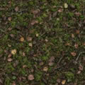 Fotohintergrund: Waldboden mit Moos – Ausschnitt 250 x 250 cm