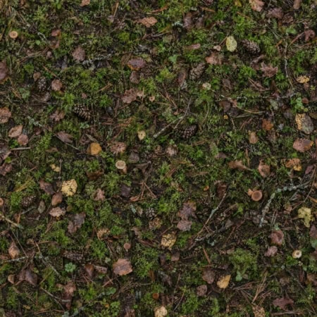 Fotohintergrund: Waldboden mit Moos